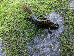 Triturus marmoratus