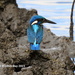 Common Kingfisher (Cobalt-Eared) - Photo (c) Abu Hamas, some rights reserved (CC BY-SA), uploaded by Abu Hamas