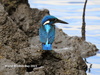 Common Kingfisher (Cobalt-Eared) - Photo (c) Abu Hamas, some rights reserved (CC BY-SA), uploaded by Abu Hamas