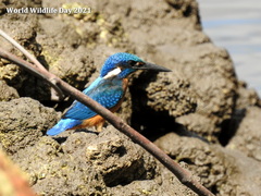 Alcedo atthis hispidoides