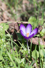 Crocus biflorus