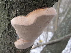 Phellinus pomaceus