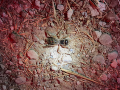 Ammopelmatus pictus