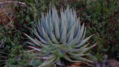 Aloe viridiflora image