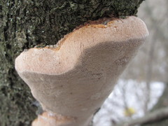 Phellinus pomaceus