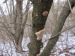 Phellinus pomaceus