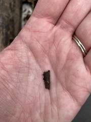 Trichoniscus pusillus