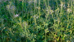 Cleome gynandra image