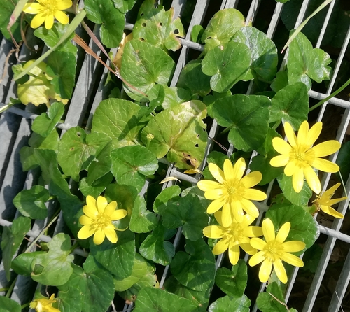 Lesser celandine