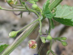 Scrophularia scorodonia