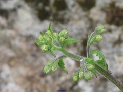 Scrophularia scorodonia