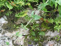 Scrophularia scorodonia