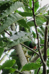 Psittacula calthrapae
