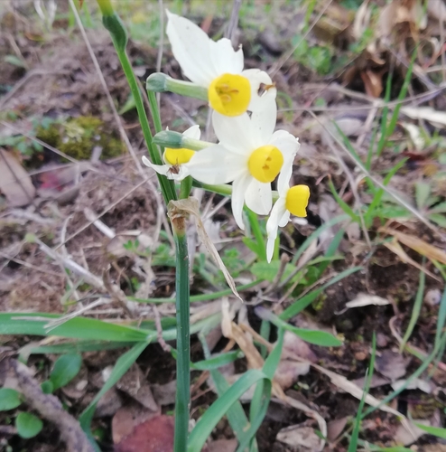 Bunch-flowered Daffodil
