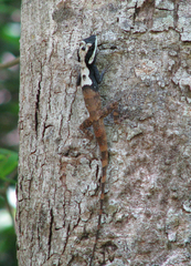 Calotes ceylonensis
