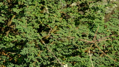 Albizia anthelmintica