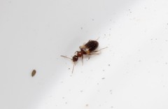 Hirticomus hispidus