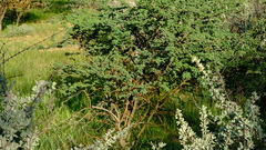 Albizia anthelmintica