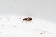 Hirticomus hispidus