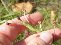 Zaluzianskya elongata