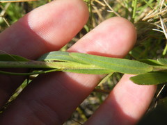 Zaluzianskya elongata