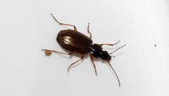 Agonum sordidum