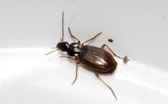 Agonum sordidum