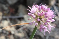 Allium cretaceum