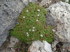 Limonium minutum