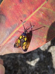 Trypanophora semihyalina