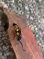 Trypanophora semihyalina