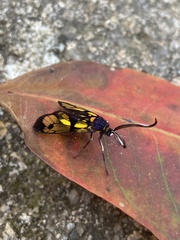 Trypanophora semihyalina