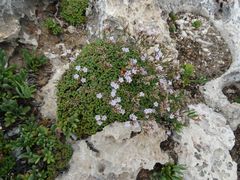 Limonium minutum