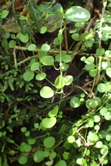 Stellaria parviflora