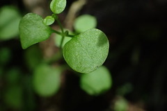 Stellaria parviflora
