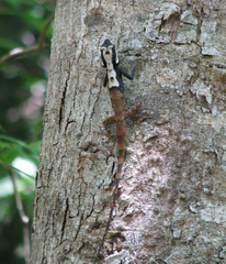 Calotes ceylonensis