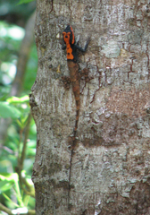 Calotes ceylonensis