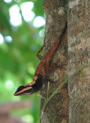 Calotes ceylonensis