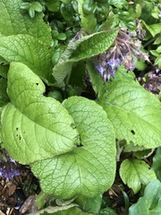 Trachystemon orientalis
