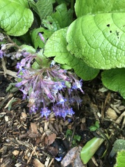 Trachystemon orientalis