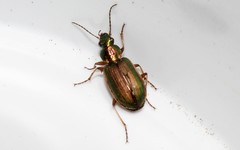 Agonum marginatum