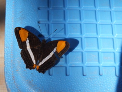 Adelpha cytherea