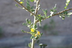 Geoffroea decorticans