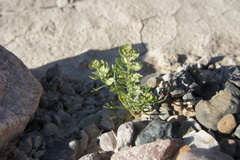 Lepidium strictum
