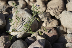Astragalus triflorus