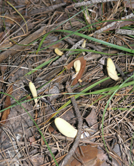 Clavariadelphus ligula