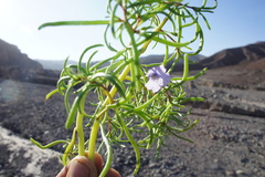 Nolana spergularioides