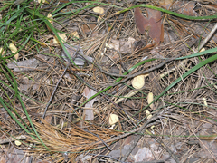 Clavariadelphus ligula