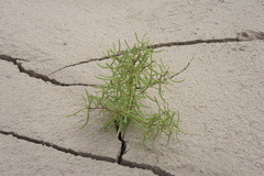 Nolana spergularioides