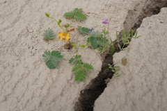 Hoffmannseggia ternata